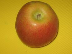 Apfel.JPG